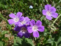 Geranium sylvaticum 15, Saxifraga-Jan Willem Jongepier