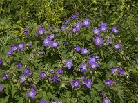 Geranium sylvaticum 16, Saxifraga-Willem van Kruijsbergen