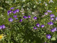 Geranium sylvaticum 17, Saxifraga-Willem van Kruijsbergen