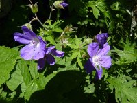 Geranium sylvaticum 18, Saxifraga-Jasenka Topic