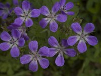 Geranium sylvaticum 2, Saxifraga-Jan van der Straaten