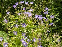 Geranium sylvaticum 20, Bosooievaarsbek, Saxifraga-Jan van der Straaten