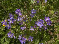 Geranium sylvaticum 21, Bosooievaarsbek, Saxifraga-Jan van der Straaten