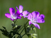 Geranium sylvaticum 22, Bosooievaarsbek, Saxifraga-Bart Vastenhouw