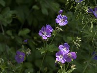 Geranium sylvaticum 23, Bosooievaarsbek, Saxifraga-Jan van der Straaten