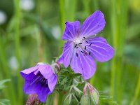 Geranium sylvaticum 24, Bosooievaarsbek, Saxifraga-Bart Vastenhouw