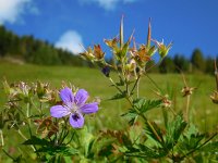 Geranium sylvaticum 25, Bosooievaarsbek, Saxifraga-Ed Stikvoort