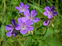 Geranium sylvaticum 27, Bosooievaarsbek, Saxifraga-Ed Stikvoort