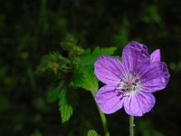 Geranium sylvaticum 28, Bosooievaarsbek, Saxifraga-Ed Stikvoort