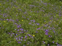 Geranium sylvaticum 3, Saxifraga-Jan van der Straaten