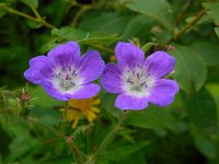 Geranium sylvaticum 30, Bosooievaarsbek, Saxifraga-Ed Stikvoort