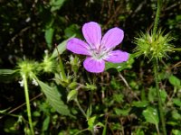 Geranium sylvaticum 31, Bosooievaarsbek, Saxifraga-Rutger Barendse