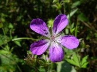 Geranium sylvaticum 32, Bosooievaarsbek, Saxifraga-Rutger Barendse