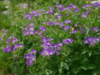 Geranium sylvaticum 33, Bosooievaarsbek, Saxifraga-Dirk Hilbers