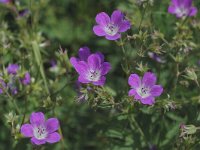 Geranium sylvaticum 4, Saxifraga-Marijke Verhagen