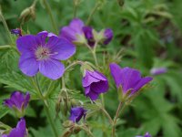 Geranium sylvaticum 5, Saxifraga-Willem van Kruijsbergen