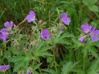 Geranium sylvaticum 6, Saxifraga-Willem van Kruijsbergen