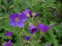 Geranium sylvaticum 7, Saxifraga-Willem van Kruijsbergen