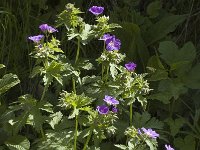 Geranium sylvaticum 8, Saxifraga-Jan van der Straaten