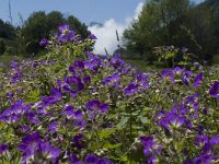 Geranium sylvaticum 9, Saxifraga-Marijke Verhagen