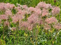 Geum montanum 29, Saxifraga-Harry Jans