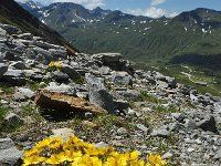 Geum reptans 19, Saxifraga-Harry Jans