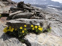 Geum reptans 25, Saxifraga-Luuk Vermeer