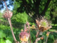 Geum rivale 55, Knikkend nagelkruid, Saxifraga-National Botanical Garden of Latvia