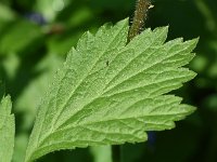 Geum rivale 59, Knikkend nagelkruid, Saxifraga-Sonja Bouwman  871. Knikkend nagelkruid - Geum rivale - Rosaceae familie (i)