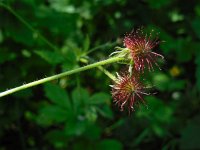 Geum urbanum 10, Geel nagelkruid, Saxifraga-Ed Stikvoort