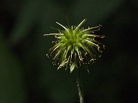 Geum urbanum 12, Geel nagelkruid, Saxifraga-Jan van der Straaten