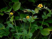 Geum urbanum 13, Geel nagelkruid, Saxifraga-Ed Stikvoort