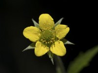 Geum urbanum 15, Gewoon nagelkruid, Saxifraga-Willem van Kruijsbergen