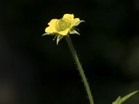 Geum urbanum 16, Gewoon nagelkruid, Saxifraga-Willem van Kruijsbergen