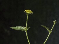 Geum urbanum 2, Geel nagelkruid, Saxifraga-Marijke Verhagen