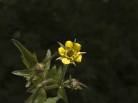 Geum urbanum 3, Geel nagelkruid, Saxifraga-Jan van der Straaten