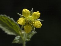 Geum urbanum 4, Geel nagelkruid, Saxifraga-Marijke Verhagen