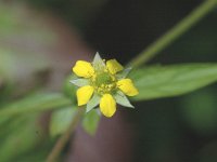 Geum urbanum 6, Geel nagelkruid, Saxifraga-Jan van der Straaten