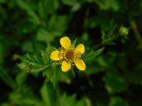 Geum urbanum 8, Geel nagelkruid, Saxifraga-Ed Stikvoort