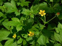 Geum urbanum 9, Geel nagelkruid, Saxifraga-Ed Stikvoort