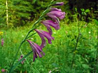 Gladiolus imbricatus 2, Saxifraga-Hans Grotenhuis