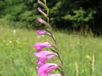 Gladiolus imbricatus 7, Saxifraga-David Jongepier