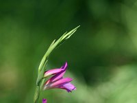 Gladiolus segetum