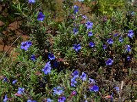 Glandora prostrata 9, Saxifraga-Ed Stikvoort