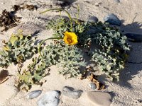 Glaucium flavum 51, Gele hoornpapaver, Saxifraga-Bart Vastenhouw