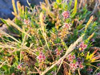 Glaux maritima 61, Melkkruid, Saxifraga-Ben Delbaere