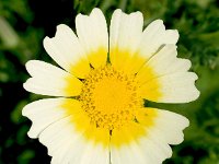 Glebionis coronaria 23, Gekroonde ganzenbloem, Saxifraga-Sonja Bouwman  Gekroonde ganzenbloem - Glebionis coronaria - Asteraceae familie; Sagres (Pt)