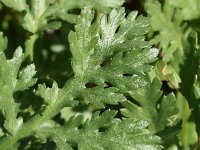 Glebionis coronaria 24, Gekroonde ganzenbloem, Saxifraga-Sonja Bouwman  Gekroonde ganzenbloem - Glebionis coronaria - Asteraceae familie