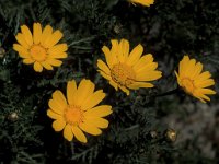 Glebionis coronaria 1, Gekroonde ganzenbloem, Saxifraga-Piet Zomerdijk