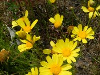 Glebionis coronaria 11, Gekroonde ganzenbloem, Saxifraga-Rutger Barendse